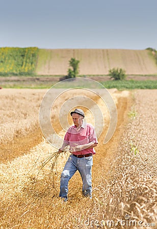 Farmer walking in wheat field in harvest time Stock Photo