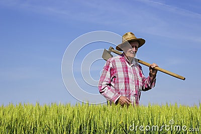 Farmer walking through wheat field on sunny day Stock Photo