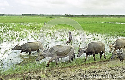 Farmer with water buffaloes on his way to croplands Editorial Stock Photo