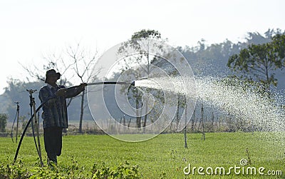 Farmer watering chive farm with hose sprinkle spray spatter Editorial Stock Photo