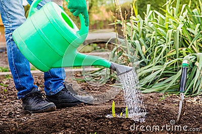 Farmer watering green shoots Stock Photo