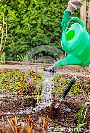 Farmer watering green shoots Stock Photo