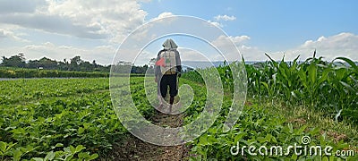 Farmer watering the plants in the fields maintain for fertility Stock Photo