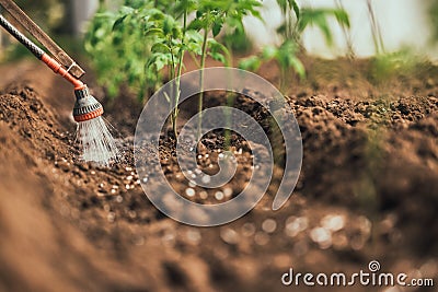 Farmer watering tomato plant in greenhouse, homegrown organic vegetables Stock Photo