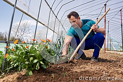 Farmer weeding the spring onions Stock Photo