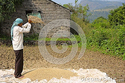 Farmer wind winnowing, drying and sorting rice after harvest, Sonapur village, near Panshet Editorial Stock Photo