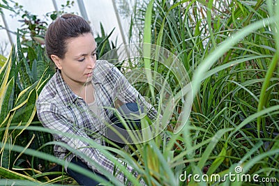 Farmer woman with gardening tool working in garden greenhouse Stock Photo