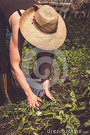 Farmer woman removing weeds Stock Photo