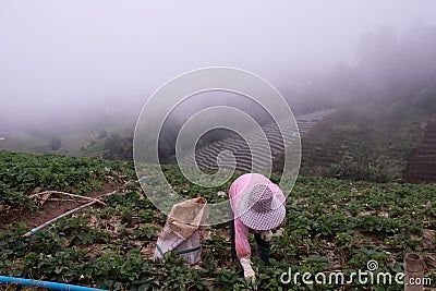 A farmer woman was harvesting strawberries on the mountain in the morning mist at Phu Tub Berk in Thailand, Editorial Stock Photo