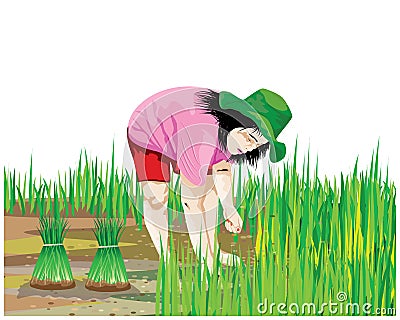 Farmer work in paddy field Vector Illustration