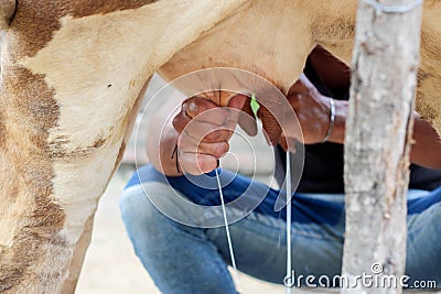 Farmer worker hand milking cow Stock Photo