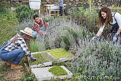 Farmer workers preparing seedlings in a box with soil inside vegetables farm - Main focus on center woman face Stock Photo