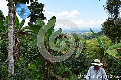 Farmer working on coffe field in Colombia Editorial Stock Photo