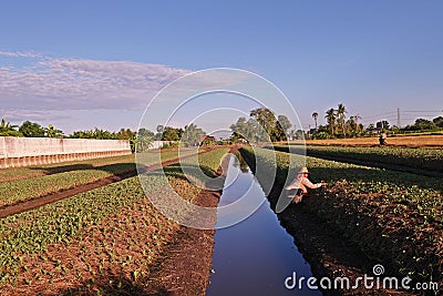 Farmer is working in farm, chinese kale cultivition in low land condition Editorial Stock Photo