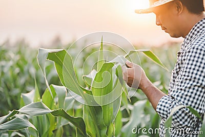 Farmer working in the field of corn tree and research or checking problem about aphis or worm eating on corn leaf after planting Stock Photo