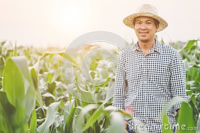 Farmer working in the field of corn tree and research or checking problem about aphis or worm eating on corn leaf after planting Stock Photo