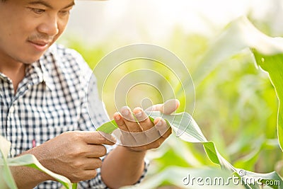 Farmer working in the field of corn tree and research or checking problem about aphis or worm eating on corn leaf after planting Stock Photo