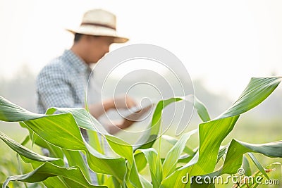 Farmer working in the field of corn tree and research or checking problem about aphis or worm eating on corn leaf after planting Stock Photo