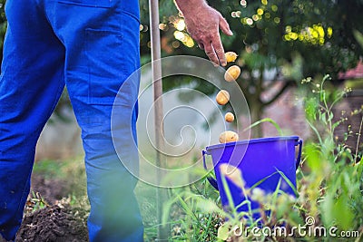 Farmer working in the garden harvesting fresh organic potatoes Stock Photo