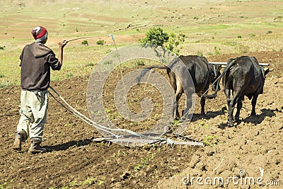 Farmer working his fields with oxen in Lesotho. Editorial Stock Photo