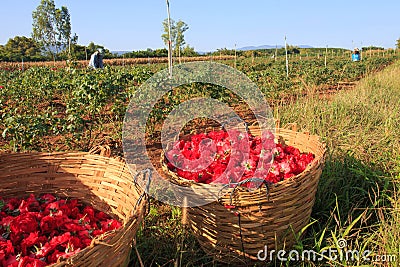 Farmer working on roses blossom flower garden Editorial Stock Photo