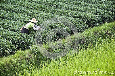 Farmer working in a tea field, Guangxi Stock Photo