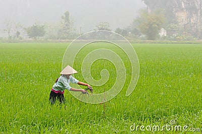 Farmer works on the rice fields. Editorial Stock Photo