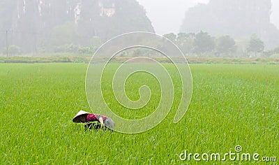Farmer works on the rice fields Editorial Stock Photo