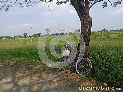 farmer's bicycle parked under a tree at the edge of the rice field Editorial Stock Photo