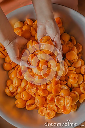 Farmer& x27;s hands hold pile of freshly picked apricots Stock Photo