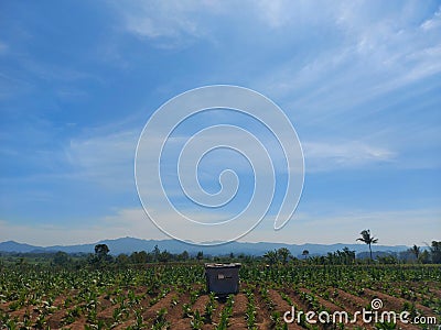 farmers hut in the middle of tobbaco field Stock Photo