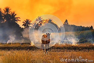 Farmers burn rice fields in rice causing PM2.5 dust. The farmers burning rice stubble in the field, causing smoke with horse in Stock Photo