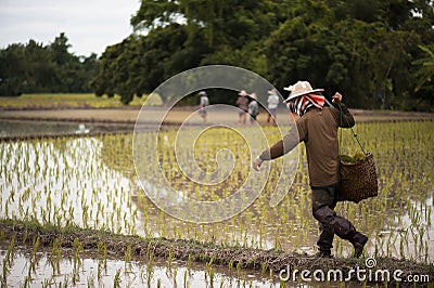 Farmers carry bamboo basket containing seedlings for planting Editorial Stock Photo