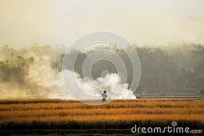 Farmers carry rice harvested in the villages in java Editorial Stock Photo