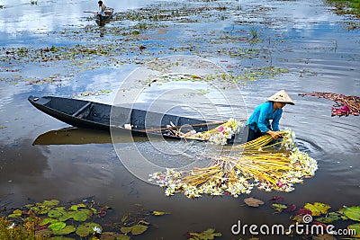 Farmers are cleaning lilies after harvest under swamps in flood season Editorial Stock Photo