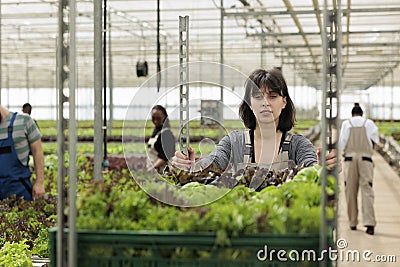 Farmers cultivating healthy vegetables Stock Photo