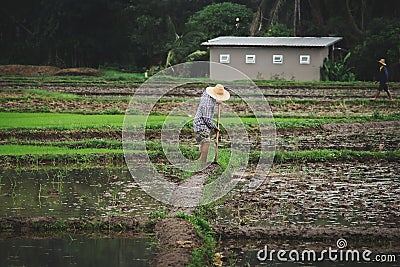 Farmers are digging the soil Editorial Stock Photo
