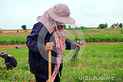 Farmers Harvesting organically green shallots. Editorial Stock Photo