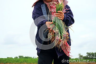 Farmers Harvesting organically green shallots. Stock Photo