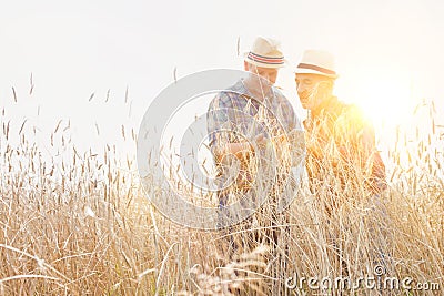 Farmers examining wheat gains in field Stock Photo