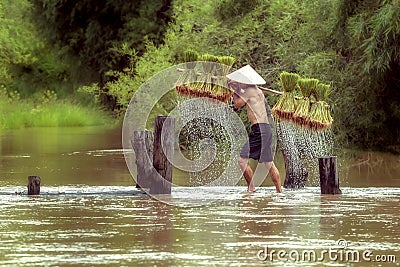 Farmers grow rice in the rainy season Stock Photo