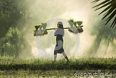 Farmers grow rice in the rainy season Stock Photo