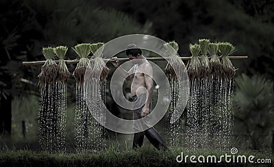 Farmers grow rice in the rainy season. Stock Photo