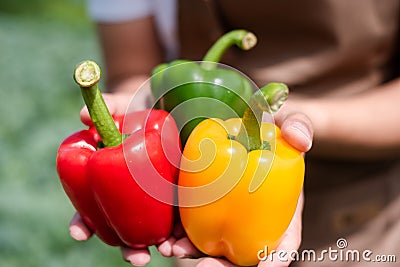 Farmers grow young seedlings bell pepper Stock Photo