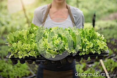 Farmers grow young seedlings of salad greens in the garden Stock Photo