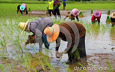 Farmers are growing young sticky rice Stock Photo