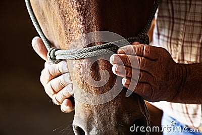 Farmers hands on horse Stock Photo