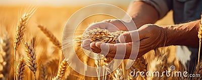 Farmers Hands Pour Wheat Grains In The Field Stock Photo