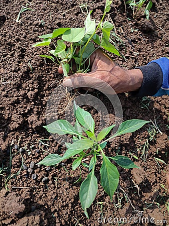 Farmers' hands remove the grass growing around the chili trees Stock Photo