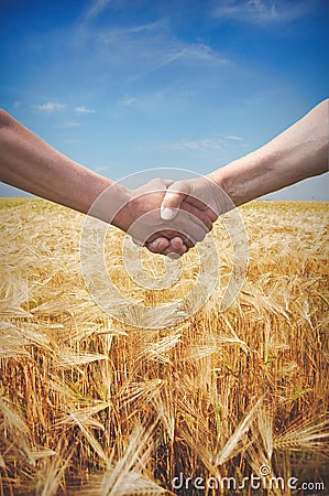Farmers handshake with wheat field in harvest time Stock Photo